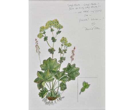 *Potter (Dennis, 1935-1994). Lady's Mantle, circa 1991,  watercolour and pencil drawing of a flowering lady's mantle plant, s