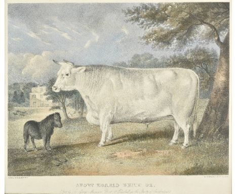 *Fairland (Thomas). Short Horned White Ox. Bred by Sir George Musgrave at Edenhall in the county of Cumberland, [published Ch