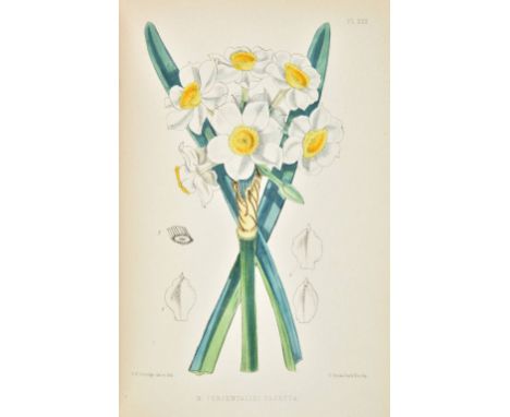 Burbidge (F.W.). The Narcissus: Its History and Culture with Coloured Plates and Descriptions of all Known Species and Princi