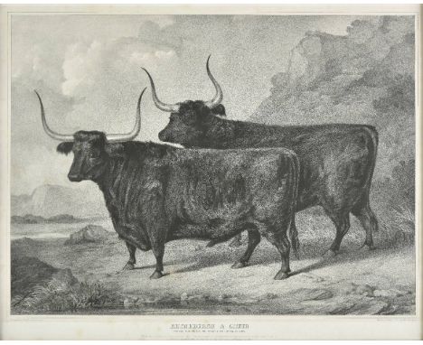 *Forbes (Alexander). Rhyneburgh & Cruib, Two West Highland Oxen, the property of Colin Campbell Esq. of Jura, published Maclu
