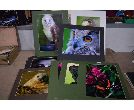Twenty-Three Assorted Nature &amp; Portrait Photography 
