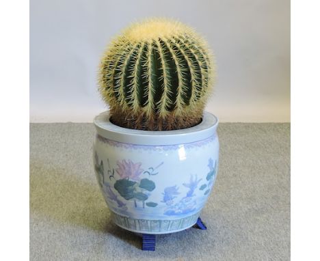 A cactus, in a ceramic pot, 60cm tall overall