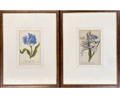A pair of botanical engravings 'Flowers in April, Beau regard Tulip', and 'Flowers in June, Miss Glover's Flaming Iris', each