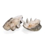 Y A PAIR OF GIANT CLAM SHELLS (TRIDACNA GIGAS)