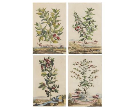 Abraham Munting (Dutch, 1626-1683). Group of four antique hand-colored copper plate botanical engravings. Each depicting the 