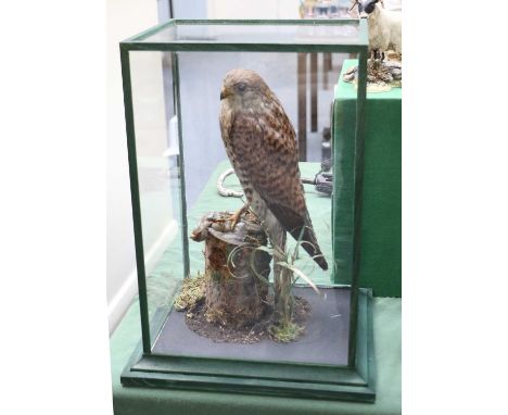 Taxidermy: A Cased Common Kestrel (Falco tinnunculus), circa 1880-1900, a full mount antique adult, with head turning to the 