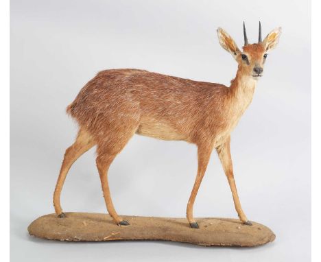 Taxidermy: Cape Grysbok (Raphicerus melanotis), modern, South Africa, Rowland Ward Medal Class, a large adult male full mount