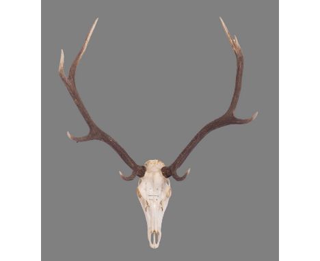 Antlers/Horns: Romanian Red Deer Antlers (Cervus elaphus hippalaphus), dated 1976, Karparten, Romania, a large set of adult s