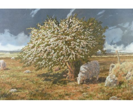 DAVID TRESS coloured limited edition (49/250) print - sheep grazing by a blossom tree, signed, 33 x 62 cms