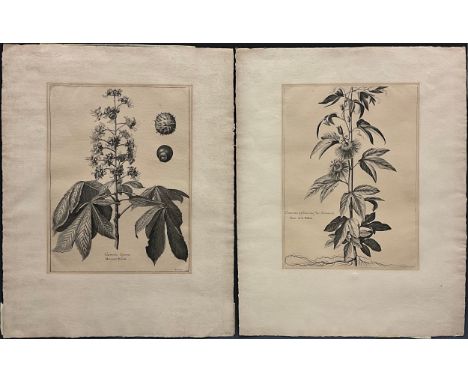 Nicholas Robert, (1614-1684), by and after, botanical dryprint engraving, 'Clematitis trifolia siue flos Passionis', Passion 