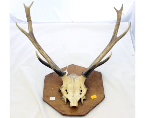 Taxidermy: a red stag skull and ten point antlers, mounted on a oak board