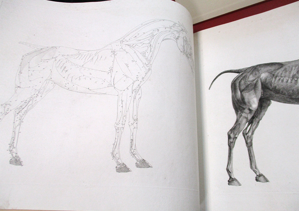 STUBBS The Anatomy of the Horse, first edition 1766, oblong