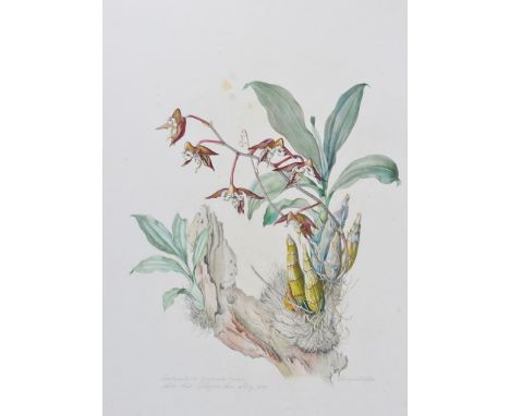 Margaret Mee, M.B.E. (British, 1909-1988): 
Catasetum Gnomus, Alto Rio Negro, A.M. May 1969, botanical study, watercolour, si