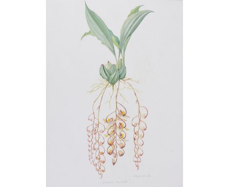 Margaret Mee, M.B.E. (British, 1909-1988): 
Gengara Truncata, botanical study, watercolour, signed & titled, H 60 x W 44 cm.
