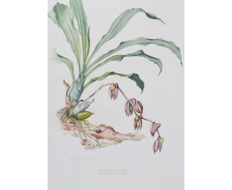 Margaret Mee, M.B.E. (British, 1909-1988): 
Catasetum Oerstedii, Central America, botanical study, watercolour, signed & titl