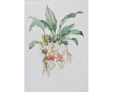 Margaret Mee, M.B.E. (British, 1909-1988): 
Stanhopea Tigrina, botanical study, watercolour, signed and titled, H 62 x W 44 c