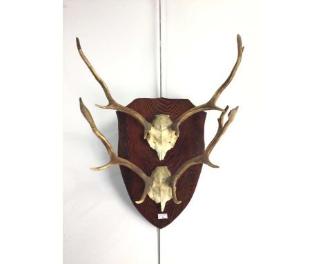 TWO DEER SKULL AND ANTLER DISPLAYS, each with 4 points, mounted on an oak shield shaped plinth, along with another mounted de