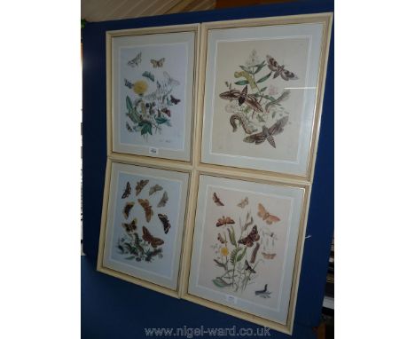 Four framed Henry Noel Humphreys moth prints, plates 3-10-11-17.