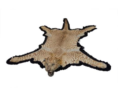 Early 20th century Van Ingen of Mysore Leopard skin rug with full head mount and black felt backing, measuring 260cm nose to 