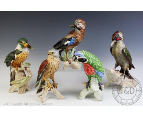 A collection of five large Goebel models of birds, comprising a parrot, a king fisher, a wood pecker, a jay and a bird of pre