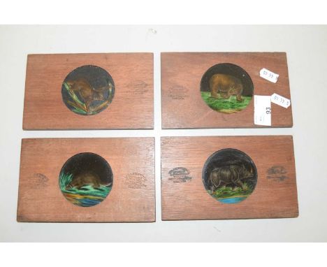 Four hardwood framed Magic Lantern slides showing various animals
