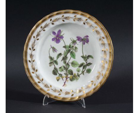 DERBY BOTANICAL PLATE, circa 1800, painted with a Horned Violet probably by William Quaker Pegg inside a gilt foliate border 