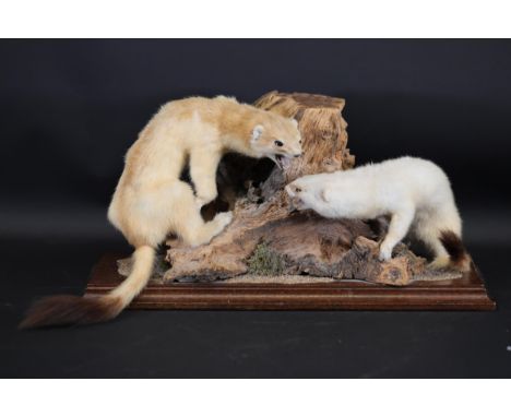 **Taxidermy Display of Two Weasels in Aggressive Posture on Wooden Base**  This meticulously crafted taxidermy display showca