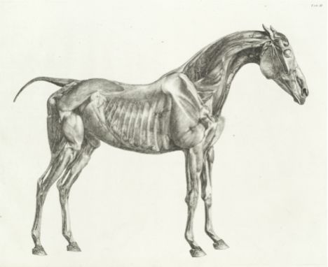 STUBBS (GEORGE)The Anatomy of the Horse, FIRST EDITION,  later issue, 24 engraved plates printed on wove paper (one keyplate 