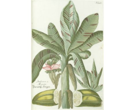 WEINMANN (JOHANN WILHELM)Phytanthoza iconographia sive conspectus aliquot milium... Plantarum, arborum, fruticum, florum, vol