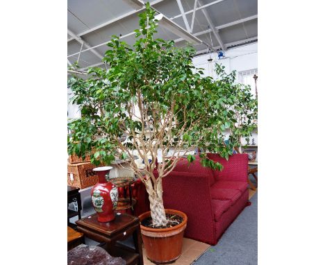A pair of indoor Ficus trees, each with platted trunk, in circular terracotta pots, each approximately 280cm high.  