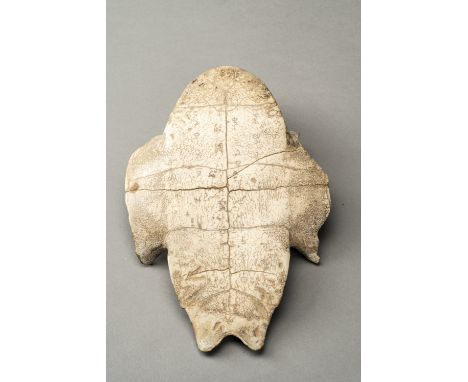 AN INSCRIBED SHANG DYNASTY 'ORACLE BONE' TURTLE PLASTRON, JIAGUWENChina, Shang Dynasty (1600 BC - 1046 BC). The lower shell o