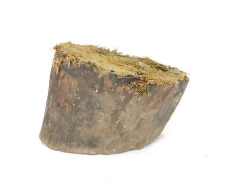 Petrified wood tree trunk/branch, sliced in cross-section with textured edge, H20cm