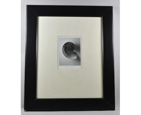 A Framed Monochrome Print, "Nautilus Pompilius", 20x15cm 