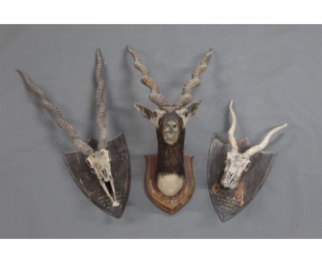 Taxidermy - Three Indian Black Buck specimens, the first head and neck mount with horns measuring +/- 57 cm mounted on a wood
