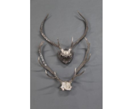Taxidermy - Two sets of Red Stag antlers, mounted on quarter skulls, the first 6 point mounted on a wooden shield titled "Sho