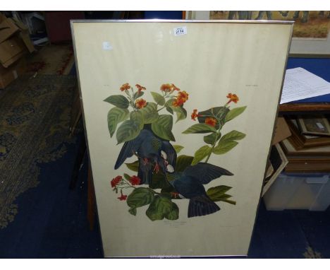 A framed J.J. Audubon print, no.36, plate CLXXVII, 'White Crowned Pigeon', 39" x 26".