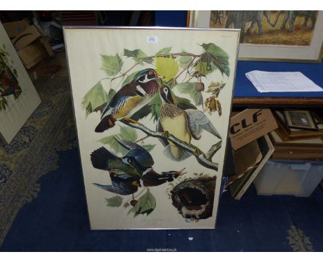A framed J.J. Audubon print, no. 42, plate CCVI 'Summer, or Wood Duck', 39" x 26".