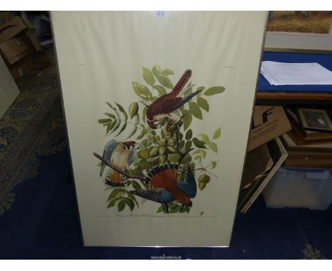 A framed J.J. Audubon print, no. 29, plate CXLII, 'American Sparrow hawk', 39" x 26".