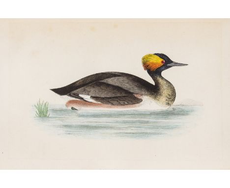 Birds.- Morris (Rev. F.O.) A History of British Birds, 6 vol., fourth edition, 394 hand-coloured plates, occasional faint spo