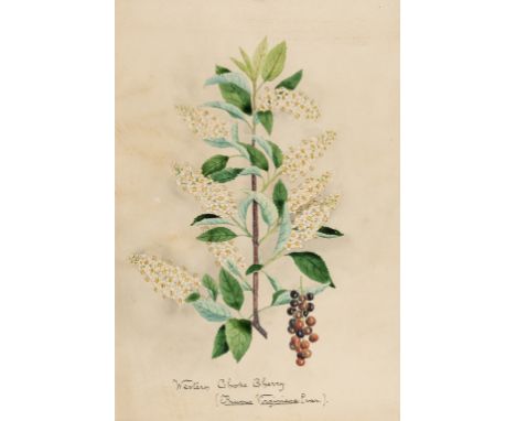 Botany.- Canada.- Criddle (Norman) Wild Flowers of Manitoba, pictorial title and 54 studies, each c.335 x 233mm. et infra, pe
