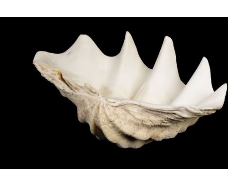 PAIR OF GIANT CLAM (TRIDACNA GIGAS) SHELLS, 62cm wide