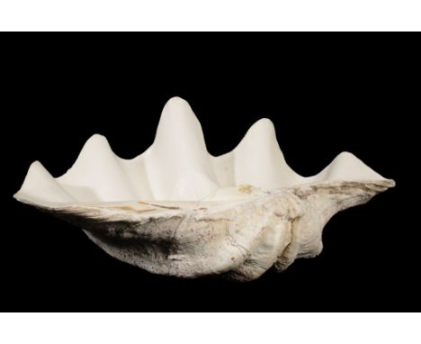 PAIR OF GIANT CLAM (TRIDACNA GIGAS) SHELLS, 59cm wide