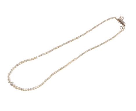 GRADUATING SEED PEARL NECKLACE, terminating onto an unmarked yellow metal clasp set with three seed pearls and a safety chain