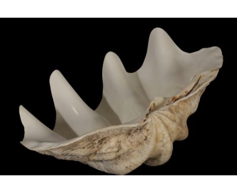 PAIR OF GIANT CLAM (TRIDACNA GIGAS) SHELLS, 54cm and 57cm wide