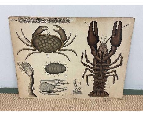 A late 19th/early 20th century lithograph of crustaceans, Frans Svanstrom &amp; Co, Stockholm, 61 x 77cm, unframed.