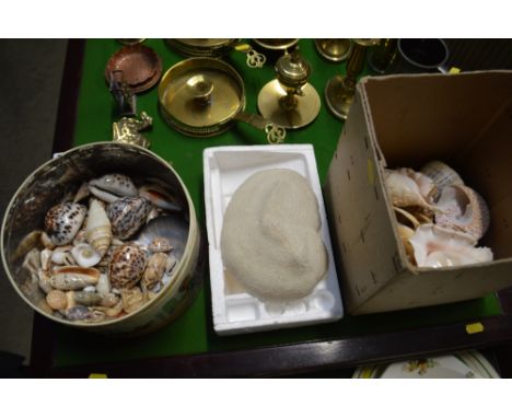 A tin of various shells; a piece of coral and one box of various shells etc.