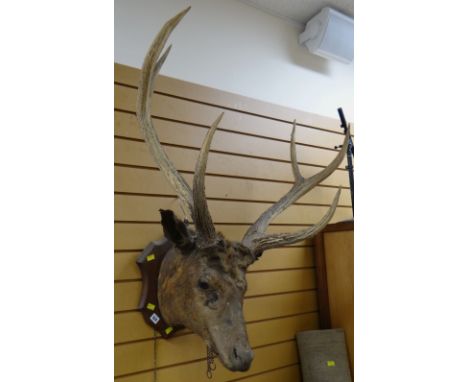 VINTAGE STAG'S HEAD mounted on a wooden wall hanging shield back