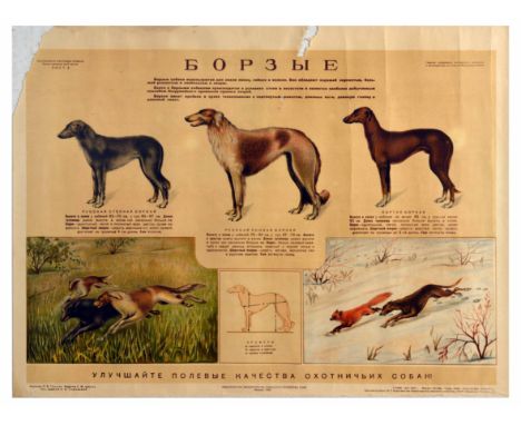 Original vintage Soviet advertising poster with the main characteristics of the Borzoi Sighthounds as hunting dogs, designed 