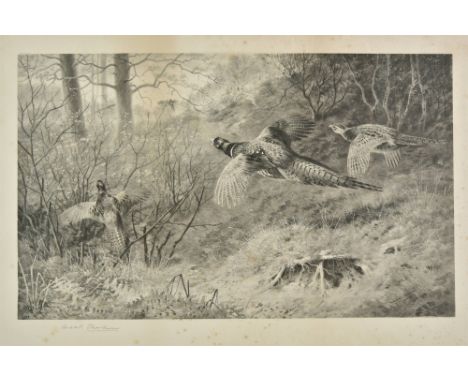 * Thorburn (Archibald). Pheasants breaking cover, Lawrence &amp; Bullen, 1903, uncoloured photogravure, India on laid, signed