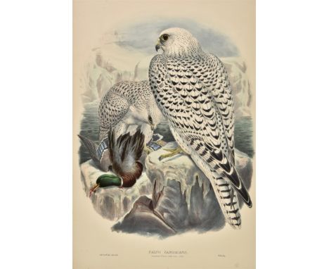 * Gould (John, and Hart W.), Falco Candicans. Greenland Falcon, dark race, adult, published in 'The Birds of Great Britain', 